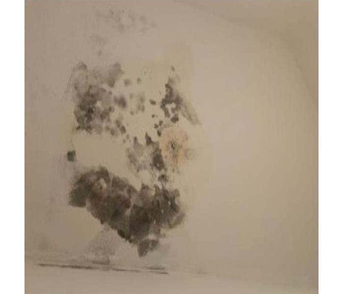 Before Family Room - Mold Growth